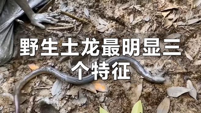 如何區分不同的土龍魚