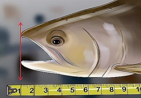 如何測量龍魚的準確長度