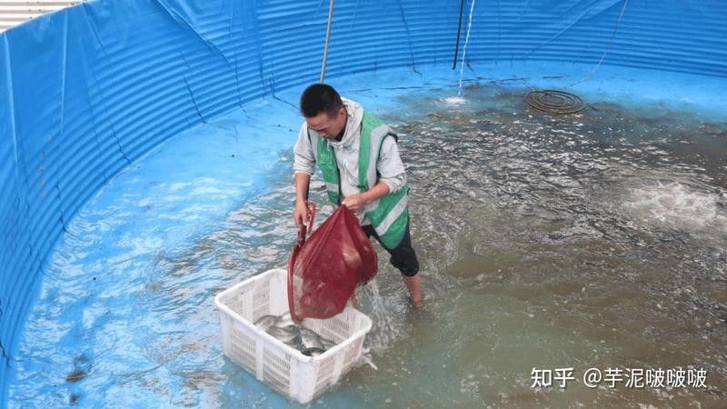 帝龍漁業龍魚證書費用是多少（帝龍漁業龍魚證書的辦理流程是怎樣的？）