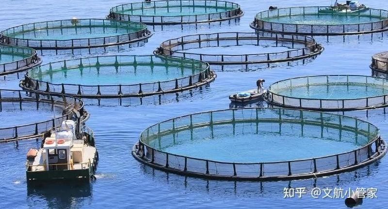 帝龍漁業龍魚證書費用是多少（帝龍漁業龍魚證書的辦理流程是怎樣的？）