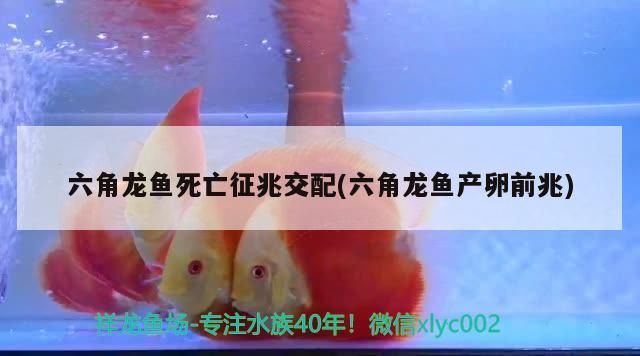 六角龍魚死亡征兆交配(六角龍魚產卵前兆) 六角龍魚死亡征兆交配(六角龍魚產卵前兆) 觀賞魚百科