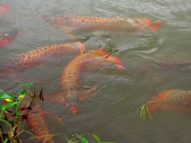 瑰寶龍和政錫龍魚哪個更稀有（世界最貴觀賞魚排行榜瑰寶龍和政錫龍魚哪個更有收藏價值）