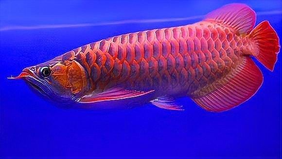 瑰寶龍和政錫龍魚哪個更稀有（世界最貴觀賞魚排行榜瑰寶龍和政錫龍魚哪個更有收藏價值）