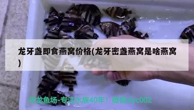 龍牙盞即食燕窩價(jià)格(龍牙密盞燕窩是啥燕窩)（2020年1月龍牙盞即食燕窩價(jià)格一克十幾元到一百多元）