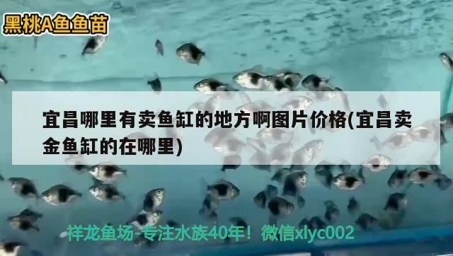 宜昌哪里有賣魚缸的地方啊圖片價格(宜昌賣金魚缸的在哪里)（宜昌哪里有賣魚缸的地方）