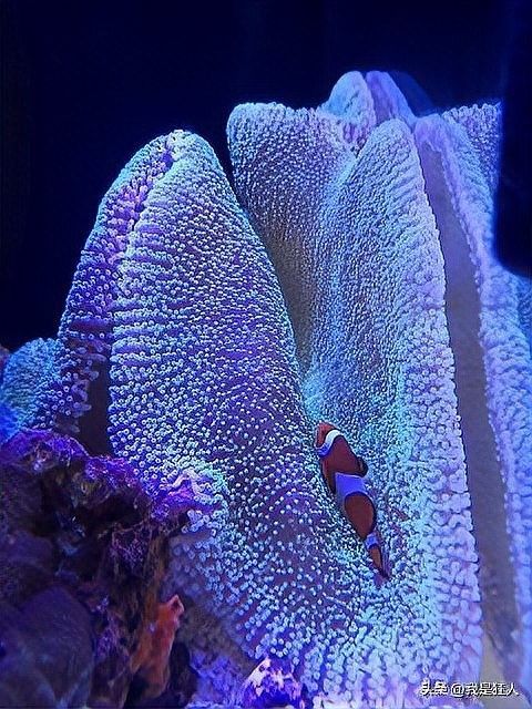 龍魚鰓蟲感染會傳染嗎（龍魚鰓蟲感染具有傳染性較強(qiáng)且傳染性較強(qiáng)且傳染性較強(qiáng)） 龍魚鰓蟲感染會傳染嗎（龍魚鰓蟲感染具有傳染性較強(qiáng)且傳染性較強(qiáng)且傳染性較強(qiáng)） 龍魚百科 第2張