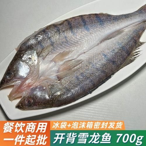 給我幾張雪龍魚的高清圖片（雪龍魚的價格是多少？） 給我幾張雪龍魚的高清圖片（雪龍魚的價格是多少？） 龍魚百科 第4張