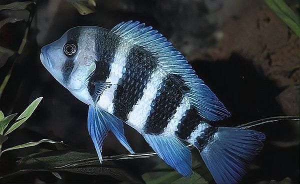斑馬狗頭魚和布隆迪魚混養(yǎng)需要哪些條件？（斑馬狗頭魚和布隆迪魚混養(yǎng)需要滿足以下條件）