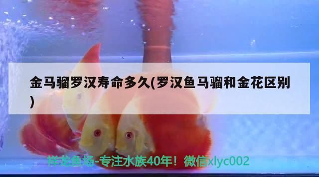 魚缸過濾器選購指南:自制魚缸過濾器魚缸上置過濾器對于養魚愛好者的必備知識 金馬騮羅漢壽命多久(羅漢魚馬騮和金花區別) 觀賞魚百科 金馬騮羅漢壽命多久(羅漢魚馬騮和金花區別) 金馬騮羅漢壽命多久(羅漢魚馬騮和金花區別) 觀賞魚百科