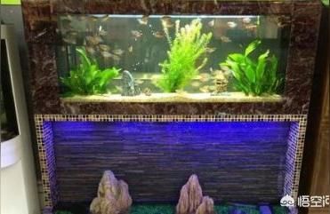 合肥觀賞魚（合肥有沒有賣觀賞魚的地方？）