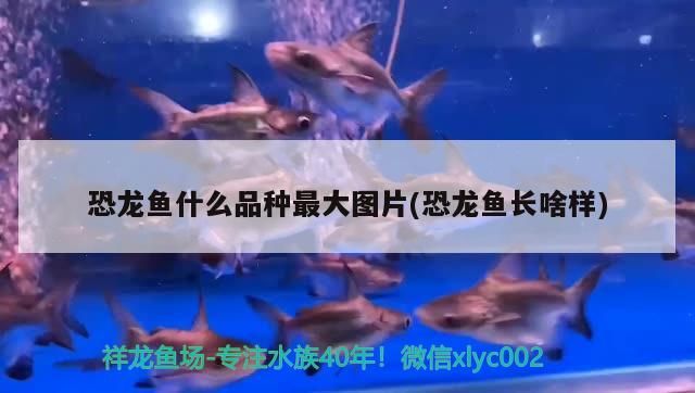 恐龍魚什么品種最大圖片(恐龍魚長啥樣)（恐龍魚什么品種最大的品種最大）