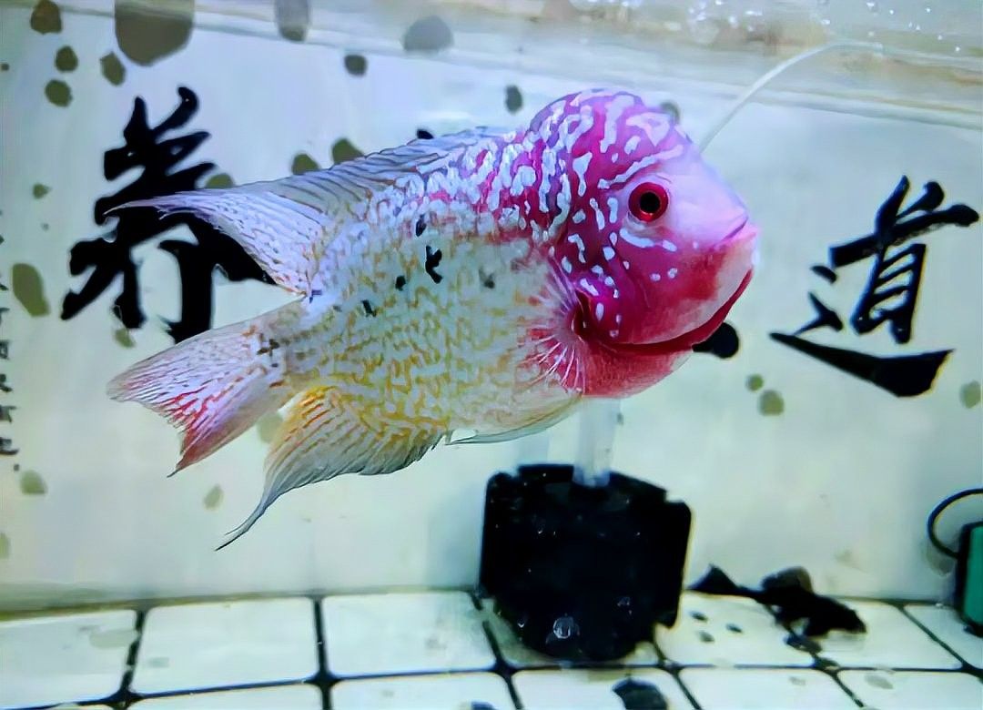 如何預防龍魚頭部潰爛（養(yǎng)魚老道聽龍魚頭部潰爛會自愈嗎，龍魚頭部潰爛是什么病） 如何預防龍魚頭部潰爛（養(yǎng)魚老道聽龍魚頭部潰爛會自愈嗎，龍魚頭部潰爛是什么病） 龍魚百科 第5張