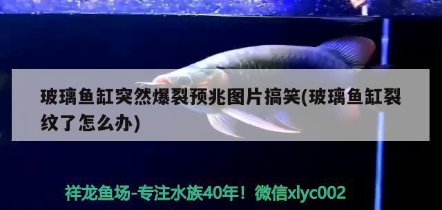 玻璃魚缸突然爆裂預兆圖片搞笑(玻璃魚缸裂紋了怎么辦)