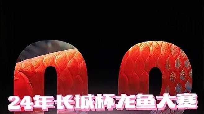 如何準備紅龍魚參加比賽？（如何準備紅龍魚比賽？） 如何準備紅龍魚參加比賽？（如何準備紅龍魚比賽？） 龍魚百科 第2張
