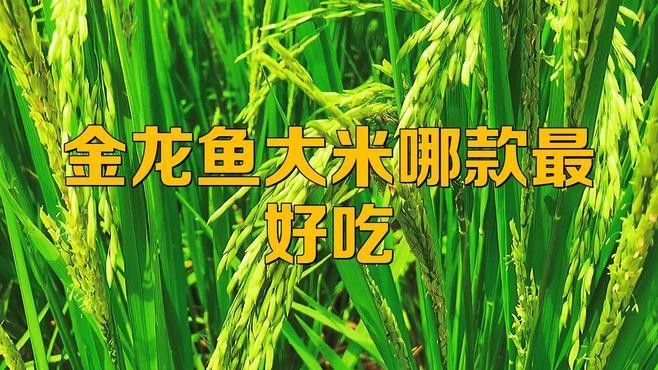 金龍魚絲苗米哪個品種最好吃？