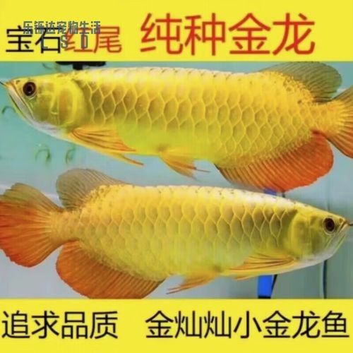 給我一張過背龍魚的高清圖片（過背金龍因鱗片基底呈現稀有藍紫色，尤為珍貴）