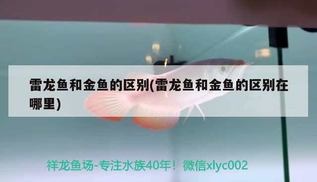 雷龍魚和金魚的區別(雷龍魚和金魚的區別在哪里)（雷龍魚和金魚和金魚的區別在哪里）