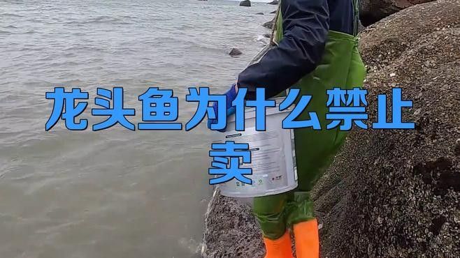 如何合法購買和出售龍魚？