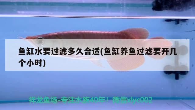 魚缸水要過濾多久合適(魚缸養魚過濾要開幾個小時)