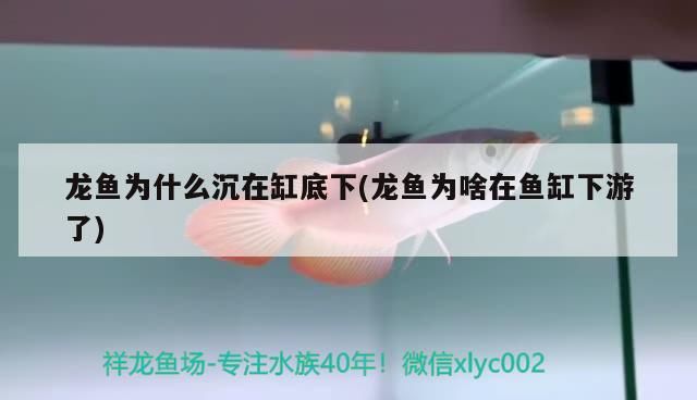 三門峽魚缸批發市場在哪兒啊最近（三門峽魚缸批發市場在哪兒啊最近的）