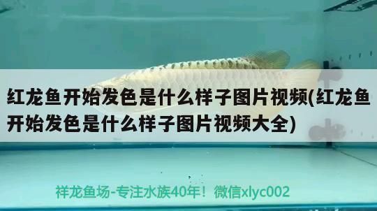 三門峽魚缸批發市場在哪兒啊最近（三門峽魚缸批發市場在哪兒啊最近的）