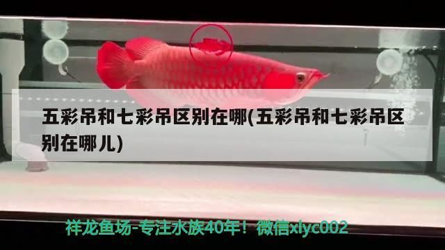 五彩吊和七彩吊區(qū)別在哪(五彩吊和七彩吊區(qū)別在哪兒) 五彩吊和七彩吊區(qū)別在哪(五彩吊和七彩吊區(qū)別在哪兒) 觀賞魚百科