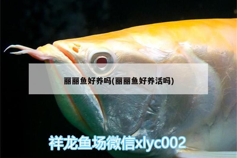 魚缸用增氧泵價(jià)格是多少:魚缸增氧機(jī)-xtrac增氧機(jī)-xtrac增氧機(jī) 麗麗魚好養(yǎng)嗎(麗麗魚好養(yǎng)活嗎) 觀賞魚百科 麗麗魚好養(yǎng)嗎(麗麗魚好養(yǎng)活嗎) 麗麗魚好養(yǎng)嗎(麗麗魚好養(yǎng)活嗎) 觀賞魚百科