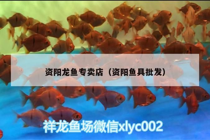 資陽(yáng)龍魚(yú)專賣店（資陽(yáng)魚(yú)具批發(fā)）