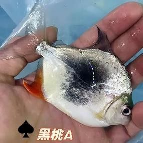 粗線銀板魚有哪些品種