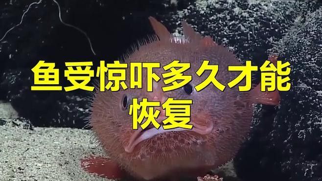 龍魚躲角落多久會恢復
