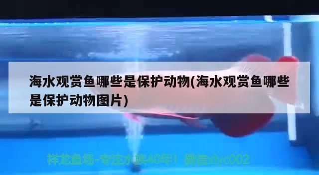 海水觀賞魚哪些是保護動物(海水觀賞魚哪些是保護動物圖片) 海水觀賞魚哪些是保護動物(海水觀賞魚哪些是保護動物圖片) 觀賞魚百科