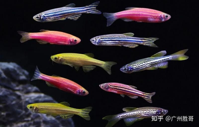 斑紋龍魚需要多大的魚缸？