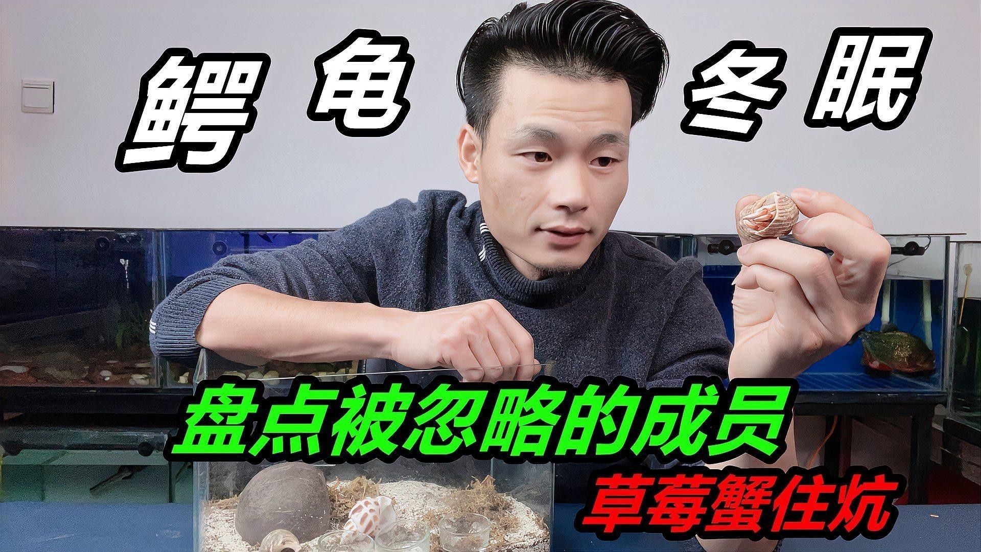 恐龍魚多久不吃會餓死？（恐龍魚的耐饑餓能力）
