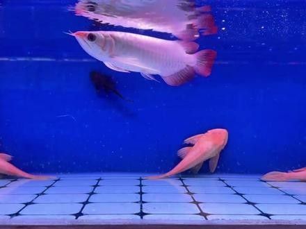 紅金龍魚疾病防治視頻