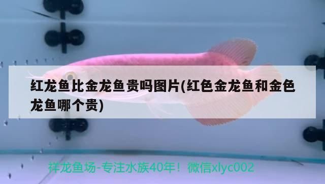 金龍魚不好嗎（金龍魚好不好） 金龍魚不好嗎（金龍魚好不好） 觀賞魚百科