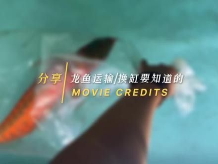 如何下載高清紅龍魚視頻？（如何下載高清紅龍魚視頻）