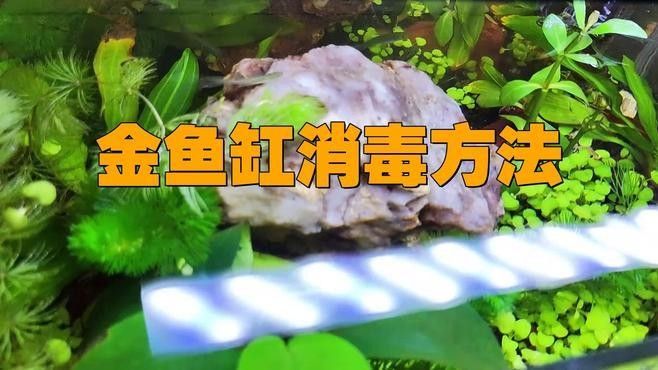 如何消毒魚缸以避免疾病傳播（關山聽風,魚缸消毒最簡單的方法全攻略）