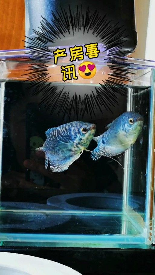 如何延長(zhǎng)藍(lán)曼龍魚的壽命？