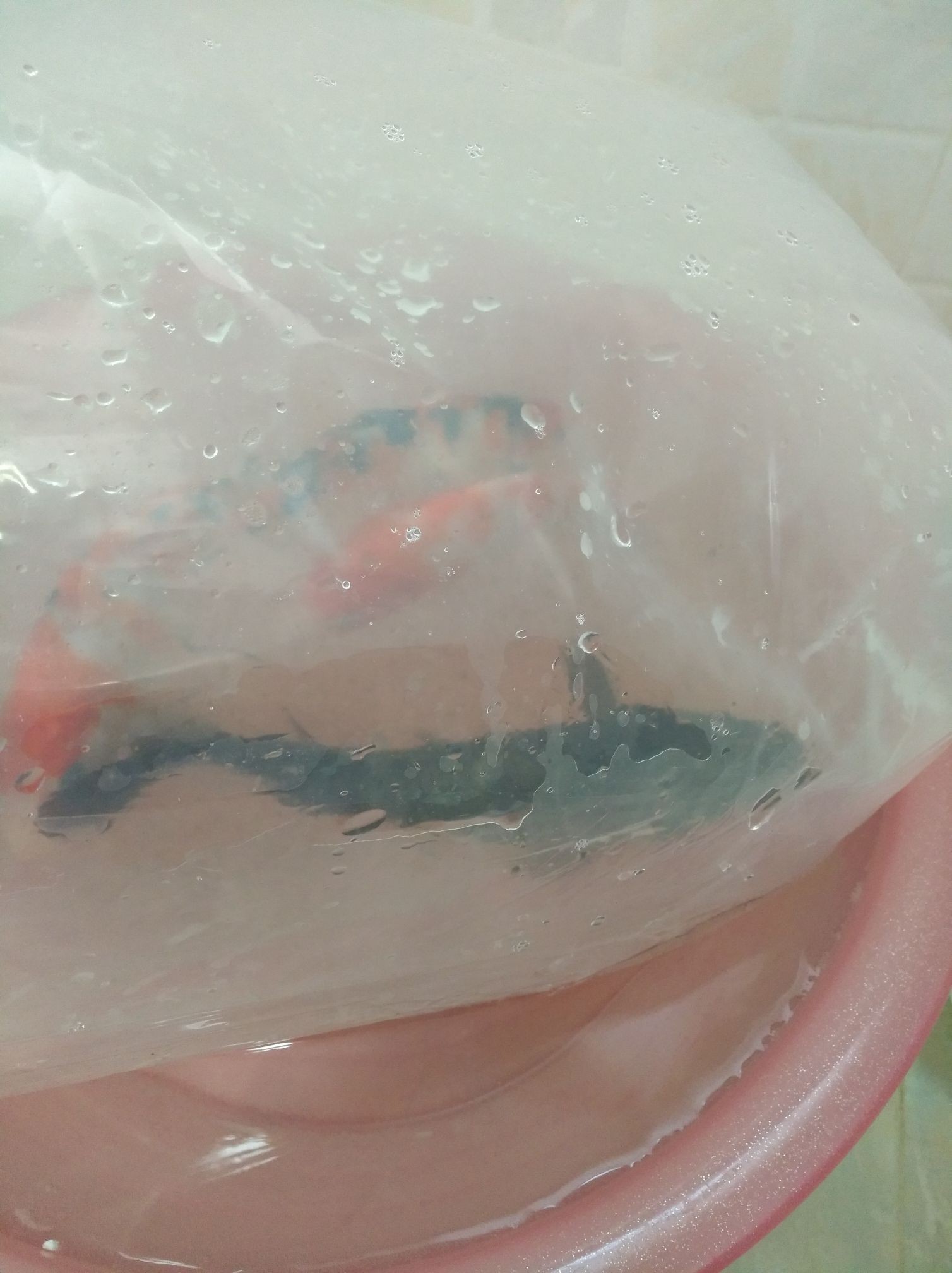 翻缸后重新進魚的過程獻丑了（不抽煙少喝酒說激動人心的高錳酸鉀） 翻缸后重新進魚的過程獻丑了（不抽煙少喝酒說激動人心的高錳酸鉀） 觀賞魚百科