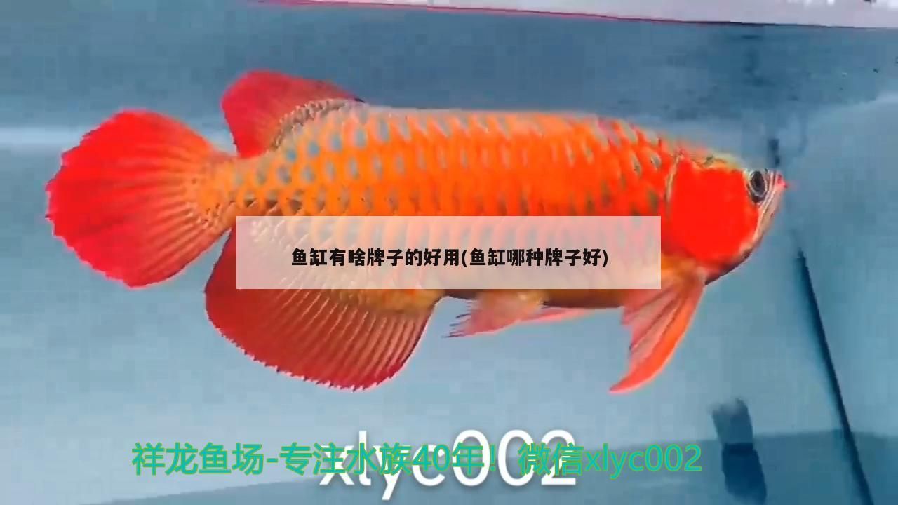 水族器材 彩蝶魚缸LTC(彩蝶魚缸ltcv) 觀賞魚百科 彩蝶魚缸LTC(彩蝶魚缸ltcv) 彩蝶魚缸LTC(彩蝶魚缸ltcv) 觀賞魚百科