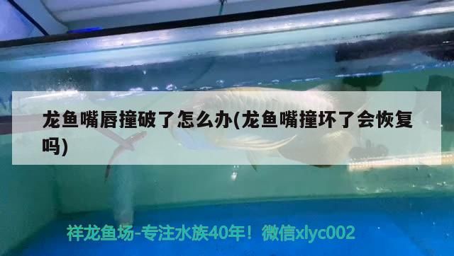 龍魚嘴唇撞破了怎么辦(龍魚嘴撞壞了會恢復嗎)