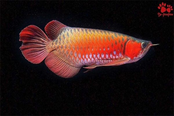 如何判斷龍魚眼睛問題是否嚴(yán)重