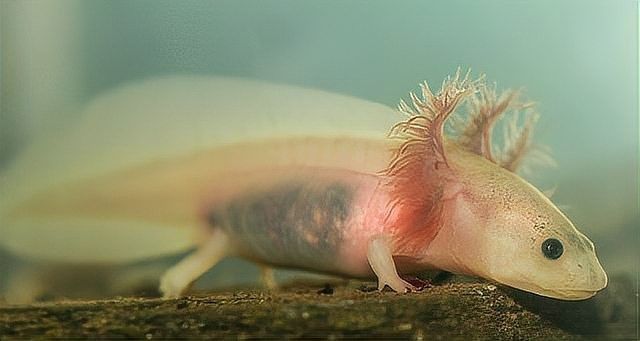六角恐龍魚的生活習性是什么 六角恐龍魚的生活習性是什么 龍魚百科 第6張