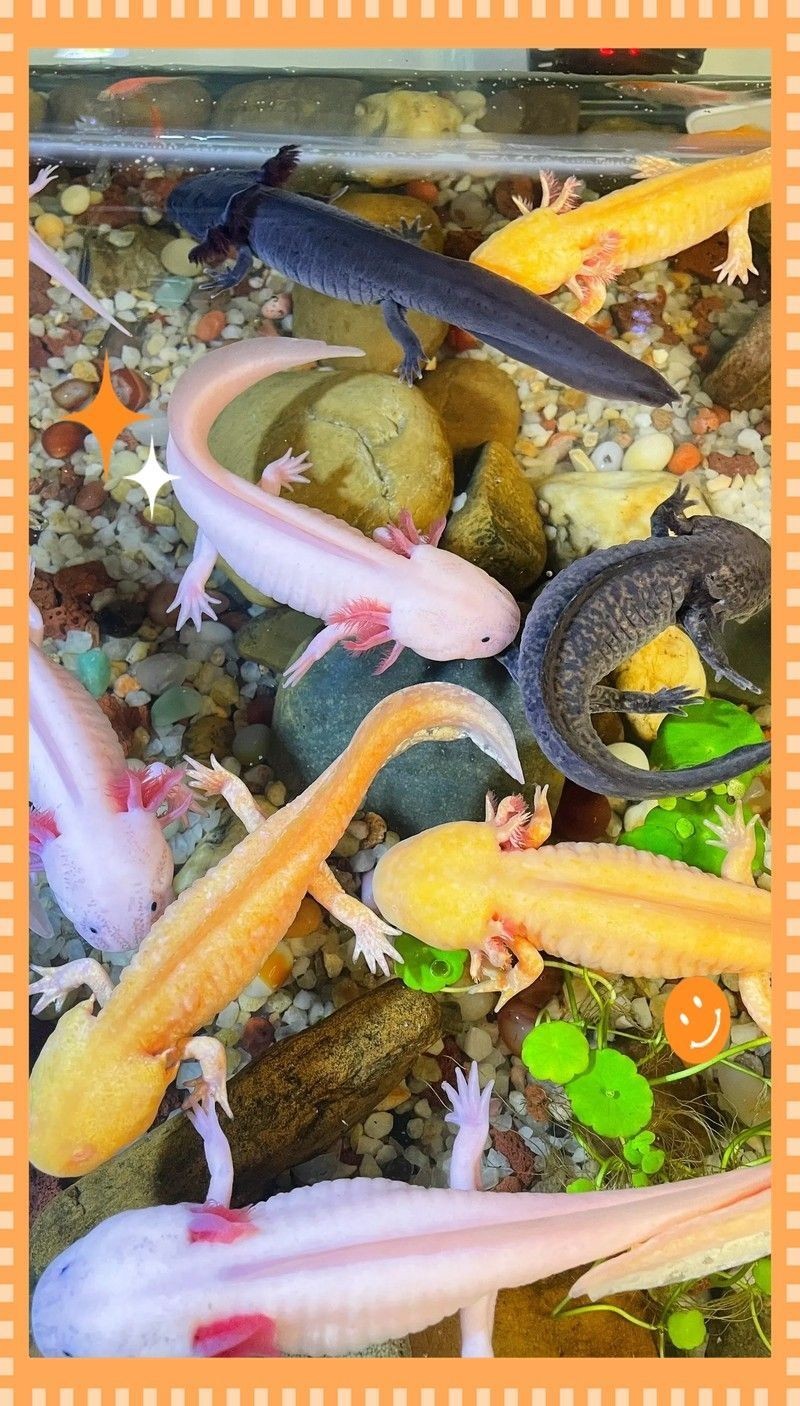 六角恐龍魚的生活習性是什么 六角恐龍魚的生活習性是什么 龍魚百科 第3張