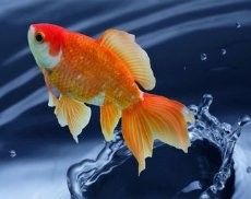 六角恐龍魚的生活習性是什么 六角恐龍魚的生活習性是什么 龍魚百科 第7張