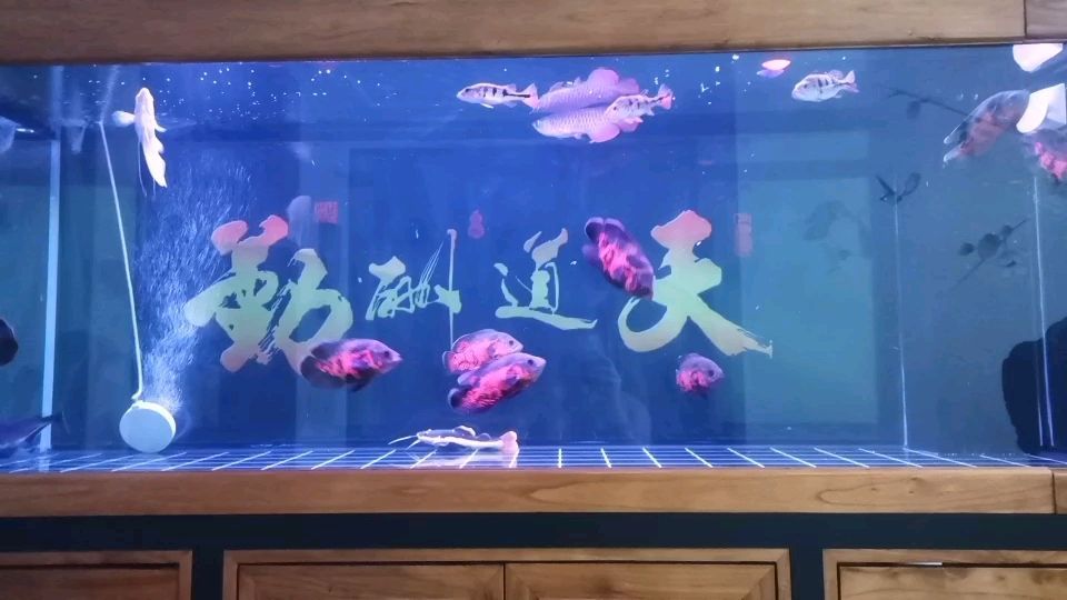 龍魚蒙眼！頭疼！大神求救！（龍魚在養(yǎng)殖過程中出現(xiàn)的“蒙眼”現(xiàn)象，大神求救，）