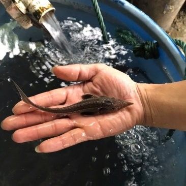 南京龍魚批發市場的起批量是多少