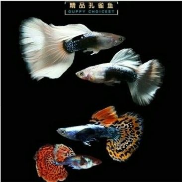 南京龍魚批發(fā)市場的起批量是多少