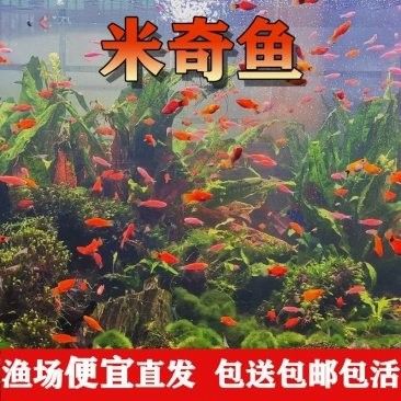 南京龍魚批發(fā)市場的起批量是多少