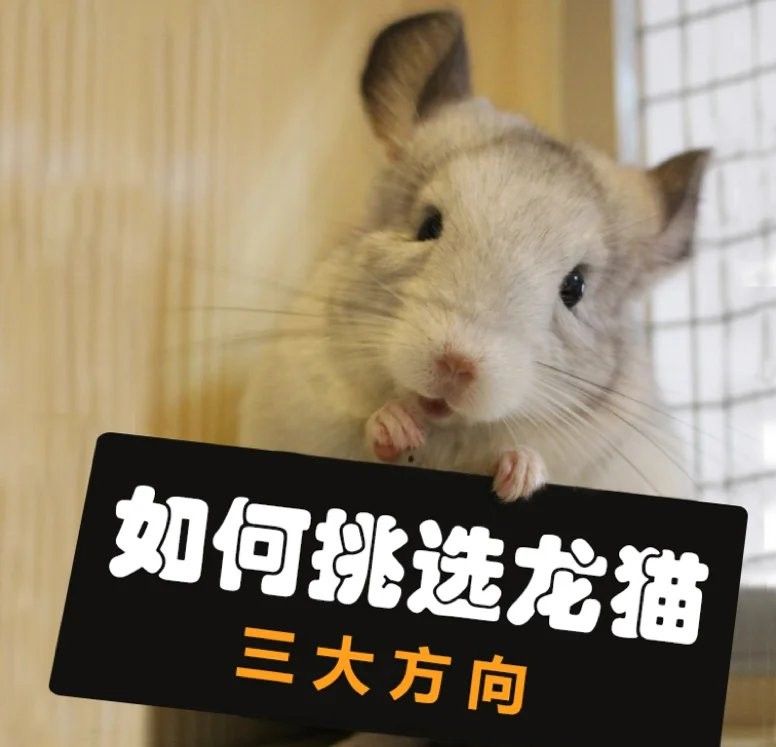 如何判斷龍貓是否健康？（如何判斷龍貓是否健康）